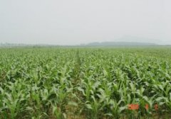 ̬ũҵƼ޹˾ܾѡʮܳ