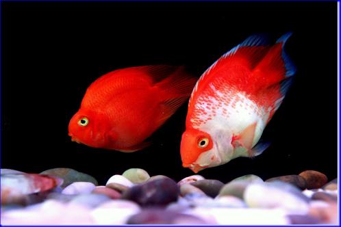银龙鱼和血鹦鹉混养怎么喂?血鹦鹉没精神怎么