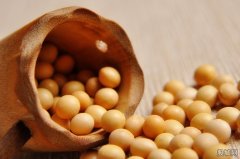 转基因大豆能做豆腐吗?美国转基因大豆和玉米图片