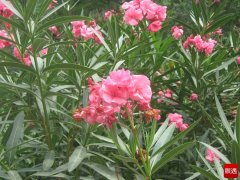 夹竹桃有毒为什么还种?常见有毒植物有哪些