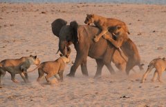 非洲狮子打得过大象吗?非洲大象杀死狮子视频