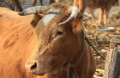 牛身上的吸血虫叫什么?牛身上的吸血虫怎么治