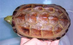 中华草龟为什么总是闭着眼?中华草龟价格多少能长多大
