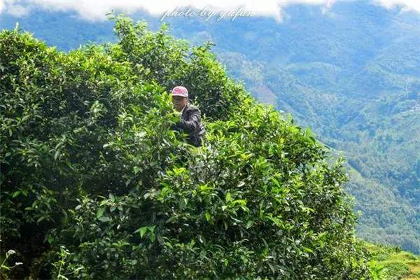 冰岛村包括那几个寨?云南冰岛村为什么这么有钱