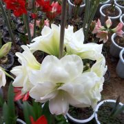 朱顶红为什么只长叶子不开花,朱顶红对对红、君子兰的区别