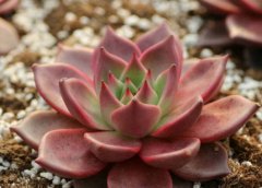 罗密欧多肉怎么养才更红?罗密欧多肉是怎么繁殖的