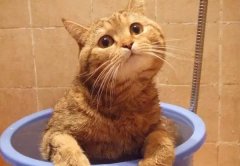 橘猫是中华田园品种的猫吗?橘猫和狸花猫、土猫的区别