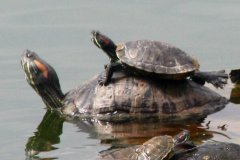 养乌龟为什么要晒灯?养乌龟死了有什么迷信说法