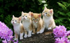 è����˵�����ı��֣�С��è���ʼ�����ˣ�