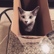 蓝猫好还是暹罗猫好?暹罗猫是因为身体臭才没人养吗