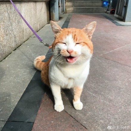 小猫养多久才认主人?猫对主人的记忆有多久