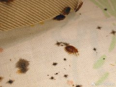 臭虫咬的包是啥样子,晚上怎么预防臭虫咬?