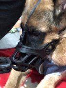 狗嘴套对狗狗好不好,狗嘴套能防叫吗?