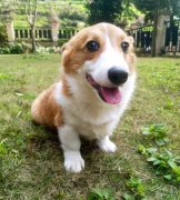 柯基犬为什么这么凶,柯基犬总叹气是怎么回事?