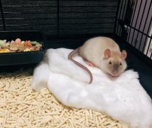 ����֦��ҧ��Ҫ�����𣬻�֦�����ѵ����ҧ�ˣ�