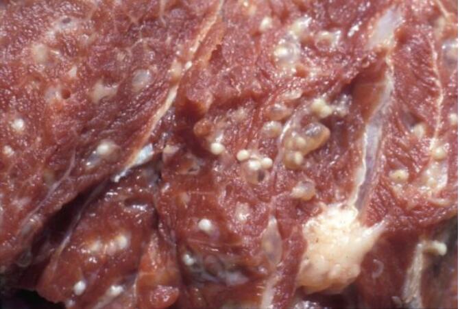 猪肉绦虫能高温多少度能杀死,猪肉绦虫是怎么感染上的?_江都在线