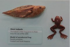 不合理蛙为什么变小,不合理蛙怎么生蝌蚪?