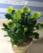 女王菊适合家里养吗,女王菊花期是几月总共开多少天?