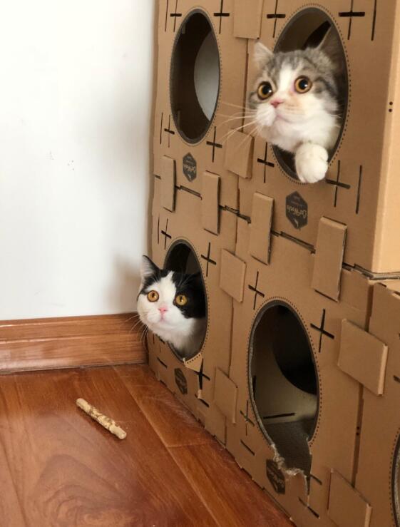 猫的反应速度排第几,猫不怕蛇因为蛇根本咬不