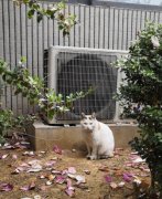 陌生猫跟着你走是什么兆头好还是坏,猫跟着人回家什么预兆?