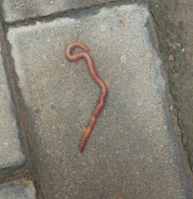 蚯蚓会咬人吗，为何说蚯蚓咬人会疯？