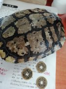 摇卦为什么用六个铜钱,摇卦铜钱字为阳还是阴?