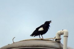 八哥是乌鸦的一种吗,八哥在家做窝风水上好不好?