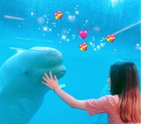 白鲸为什么对人那么好喜欢和人玩,白鲸的智商达到几岁小孩?