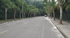 杨絮为什么不能用来做棉衣、羽绒服,杨絮对人体有什么危害?