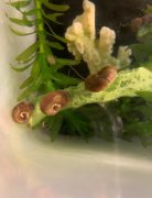 苹果螺多久繁殖一次,一个苹果螺会爆缸吗?