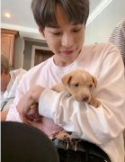 小奶狗是形容男孩还是女孩的,真正的小奶狗是什么样子?