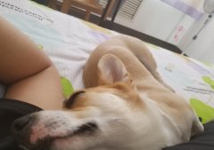 舔狗为什么为什么最后一无所有没有好下场?舔狗和暖男的区别有哪些