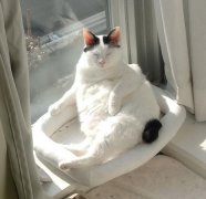 招财猫是什么品种的猫,招财猫摇手好还是不摇手好?