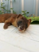 被黄鼠狼附体怎么解决破解,附体的科学解释是控制人的脑电波?