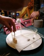 蟋蟀吃什么提高身体素质,蟋蟀打斗后如何调养?