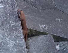 家里供黄仙有什么好处和坏处,身上有带黄仙的特点是什么?