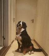 狗狗半夜叫个不停怎么办,狗在半夜嚎叫什么预兆?