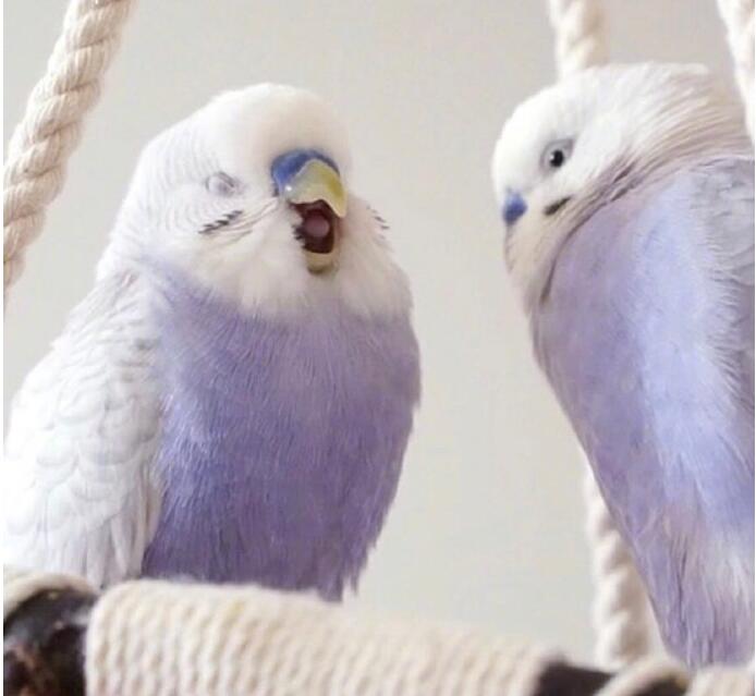 虎皮鹦鹉什么颜色最贵,虎皮鹦鹉为什么