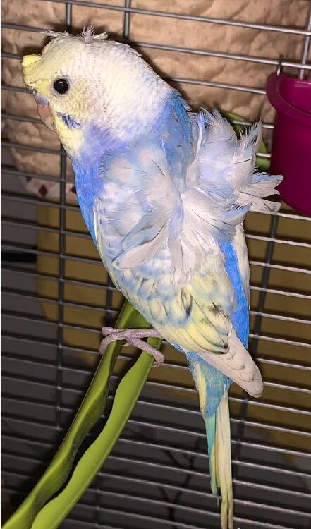 虎皮鹦鹉什么颜色最贵,虎皮鹦鹉为什么