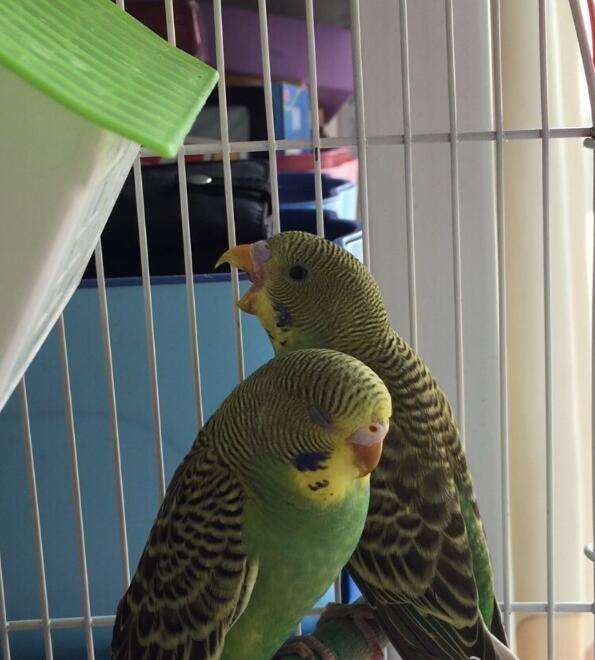 虎皮鹦鹉什么颜色最贵,虎皮鹦鹉为什么