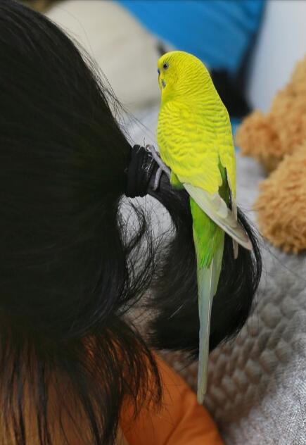 虎皮鹦鹉什么颜色最贵,虎皮鹦鹉为什么