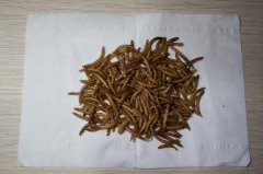 面包虫会咬人吗,人吃面包虫吃多了啥后果