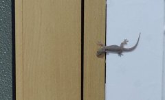 壁虎是财神吗,晚上看见壁虎好不好