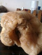 怎样才能找到野生太岁,野生太岁是什么样子的图片