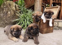 狗眼能看见鬼魂、灵魂吗,如果家里有狗鬼能进来吗