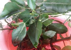 柚子叶洗澡去晦气要水煮吗,柚子叶洗澡的禁忌有哪些?