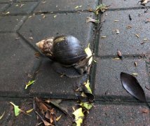 非洲大蜗牛有病毒吗,用手碰了摸了怎么办?