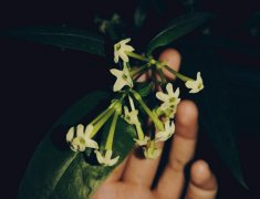夜来香的香味有什么危害,这花不能放卧室里真的假的