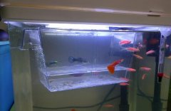 孔雀鱼为什么叫百万鱼、大耳、新手鱼,它为什么吃自己生的小鱼