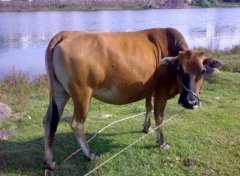 牛眼泪是什么颜色的?直接滴到人的眼睛里会怎样